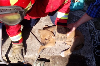 Cinco cães resgatados de poço pelos bombeiros