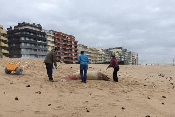 Mais um golfinho morto retirado da praia